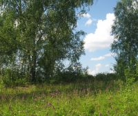 Новгородская область, Старорусский район, д. Толочно Участок №4