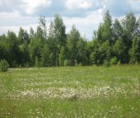Новгородская область, Старорусский район Участок №42